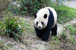 记者：欧洲多支俱乐部都在关注莱奥明年夏天的情况